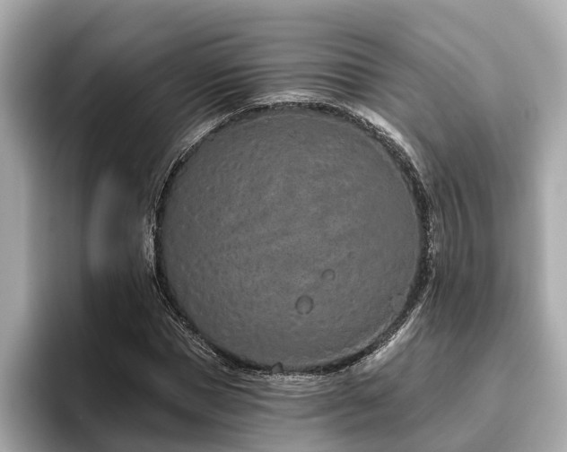 X0000096630921200802051104