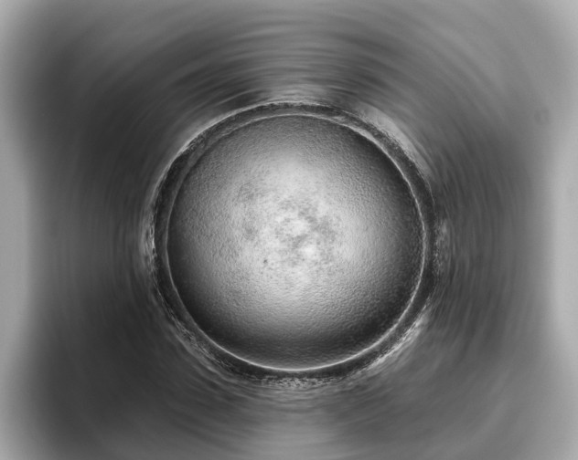 X0000096630923200802051104