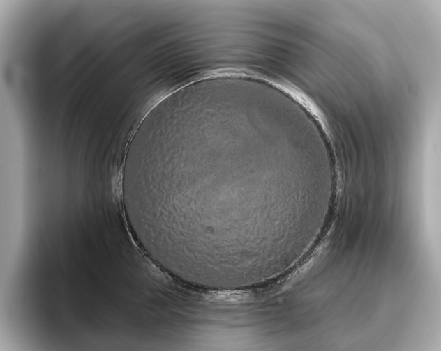 X0000096630953200802051104