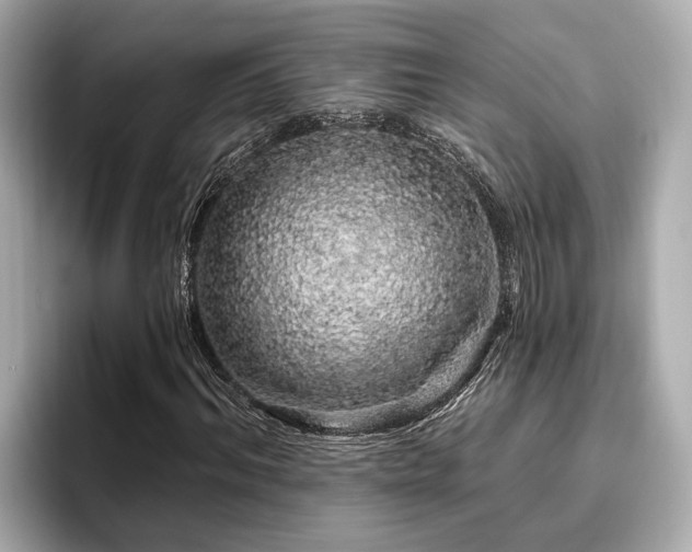 X0000096630964200802051103