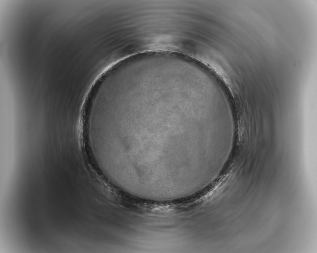 X0000096630975200802051103