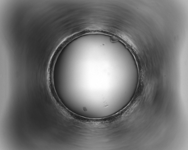 X0000096630976200802051103