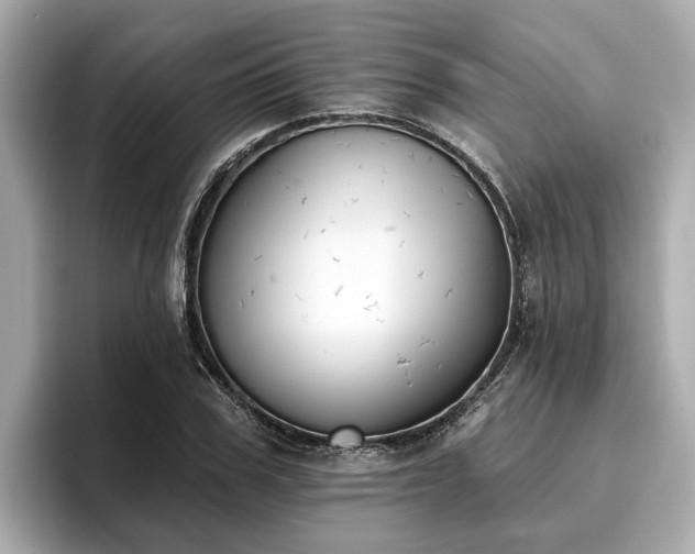 X0000096630979200802051103