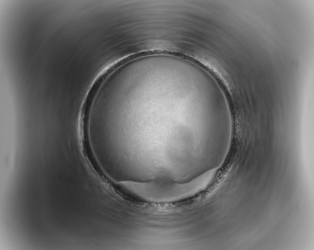 X0000096630983200802051103