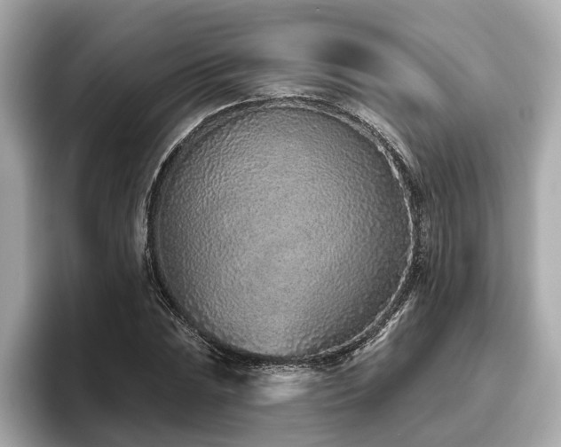 X0000096631023200802051102