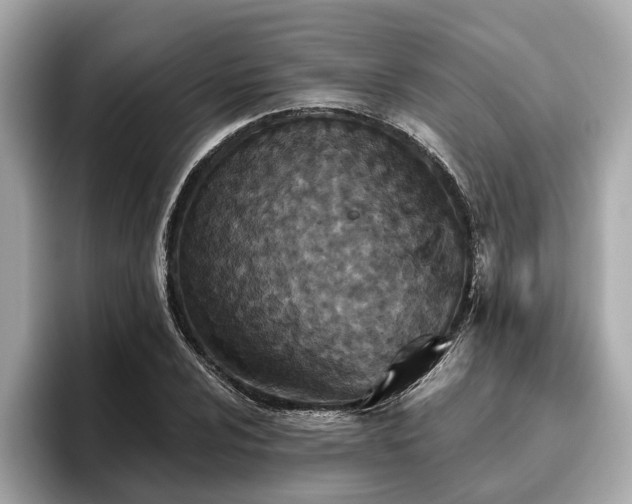 X0000096631024200802051102