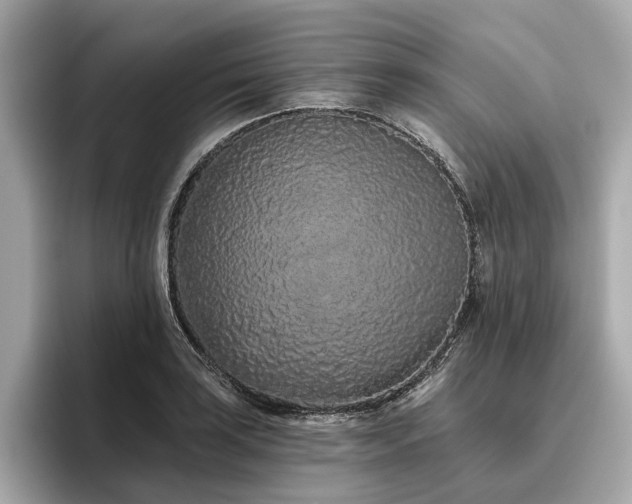 X0000096631035200802051103