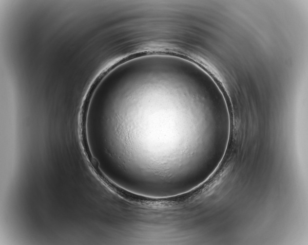 X0000096631045200802051103