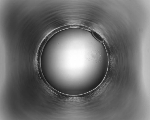 X0000096631068200802051102