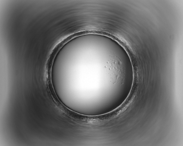 X0000096631070200802051102