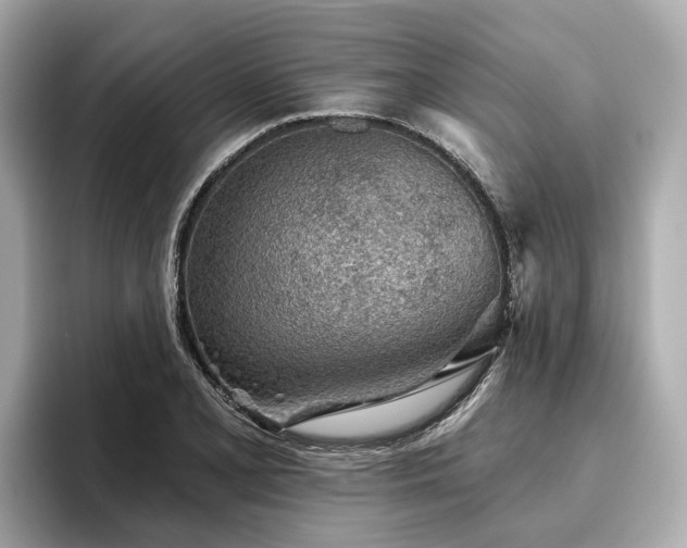 X0000096631077200802051102