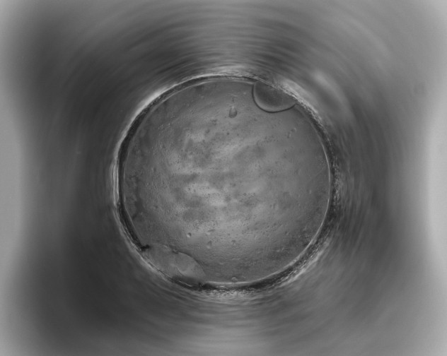 X0000096631079200802051102