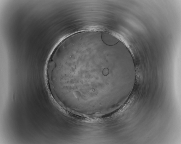 X0000096631091200802051102
