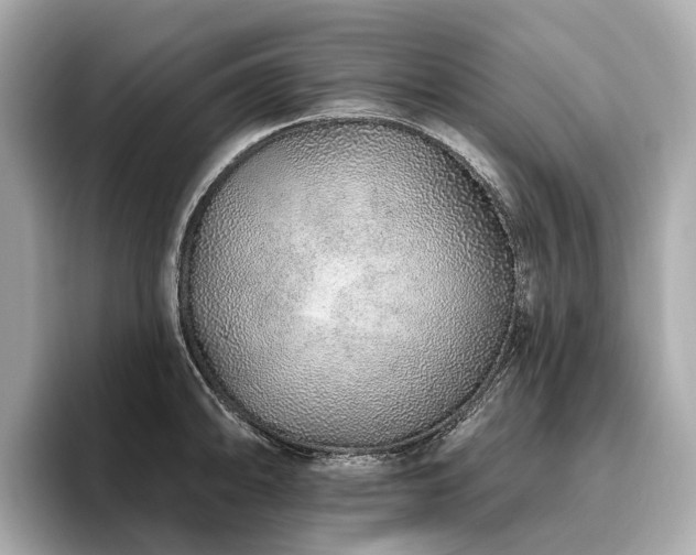 X0000096631094200802051101