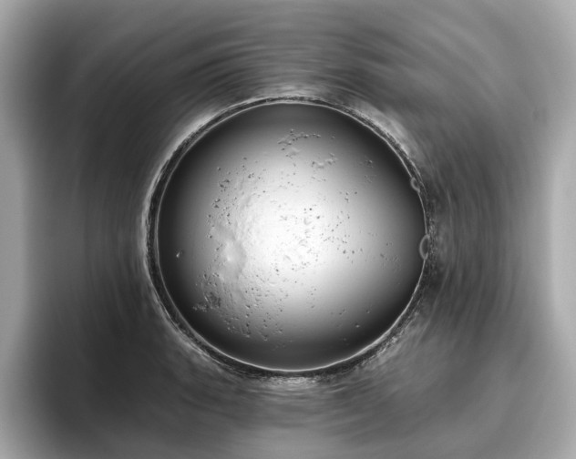 X0000096631135200802051101