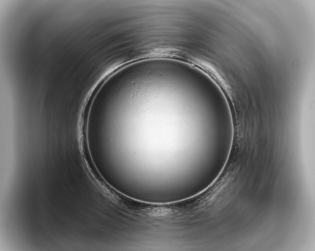 X0000096631235200802051100