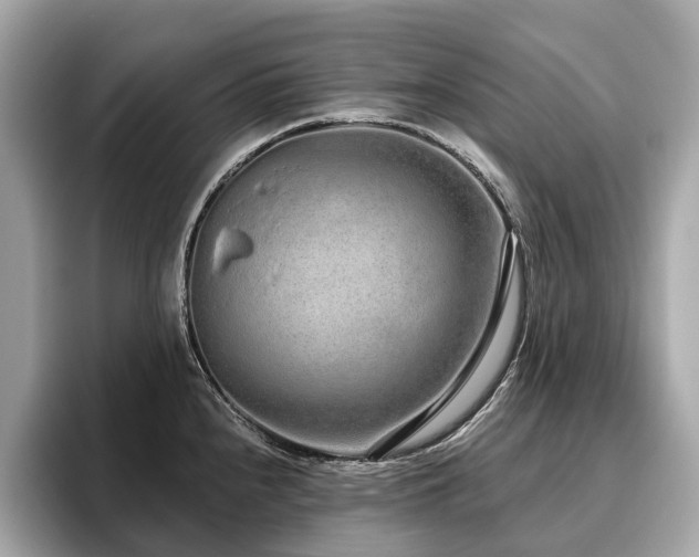 X0000096631240200802051100