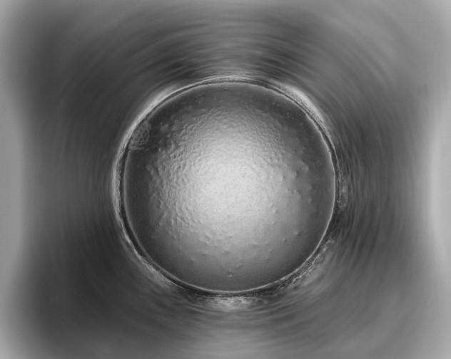 X0000096631243200802051100