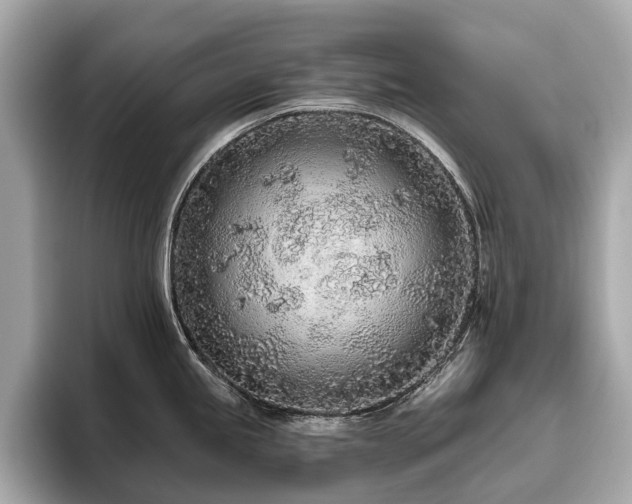 X0000096631245200802051100