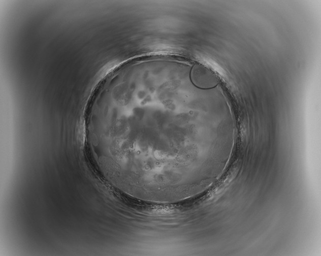 X0000096631267200802051059