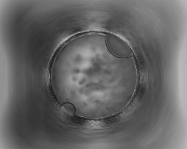 X0000096631271200802051059