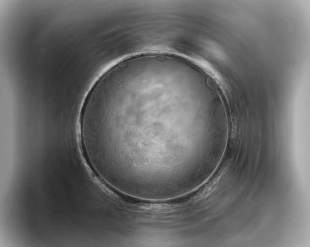 X0000096631287200802051059
