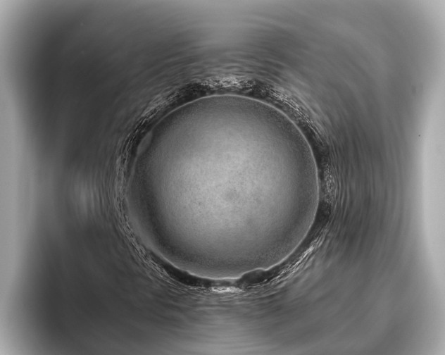 X0000096631297200802051058