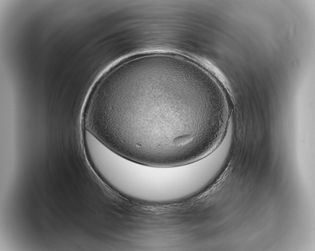 X0000096631380200802051058