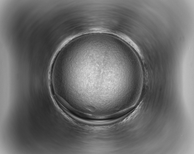 X0000096631381200802051058