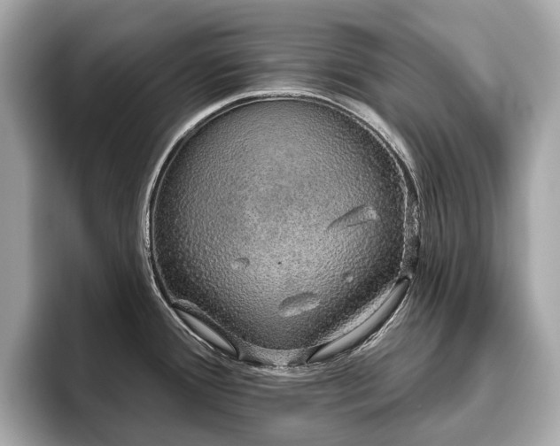 X0000096631388200802051057
