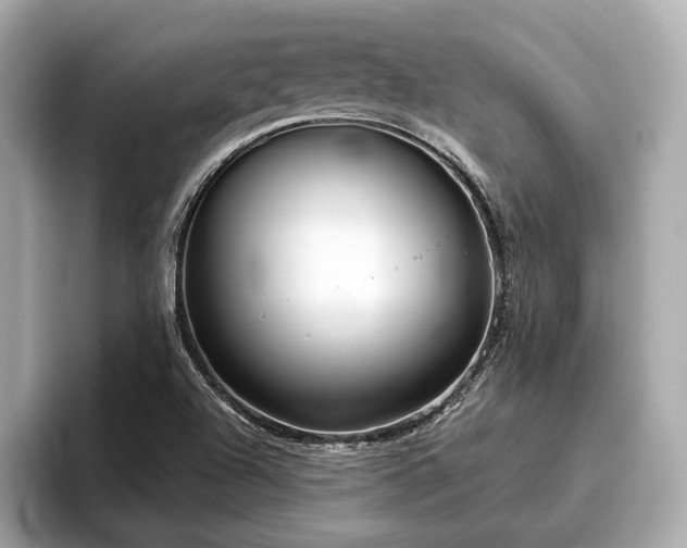 X0000096631504200802051056