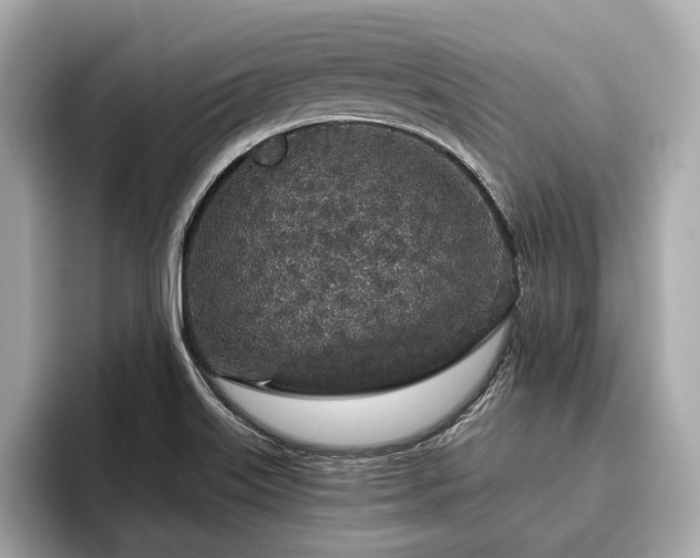 X0000096631515200802051056