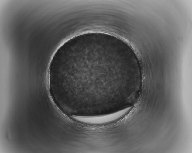 X0000096631522200802051056