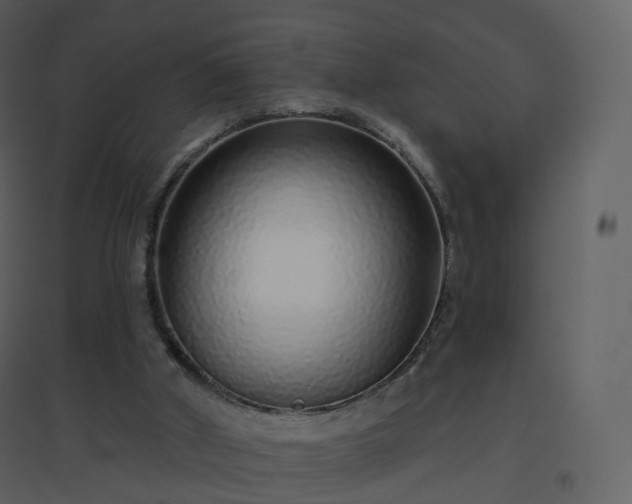X0000096630010200802121057