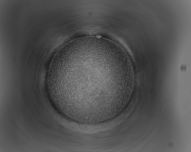 X0000096630018200802121057