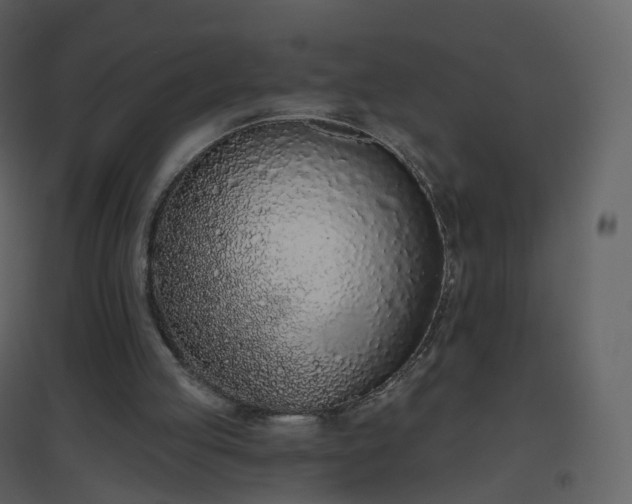 X0000096630053200802121056