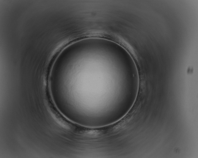 X0000096630059200802121056