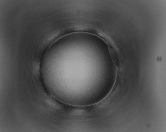 X0000096630066200802121056