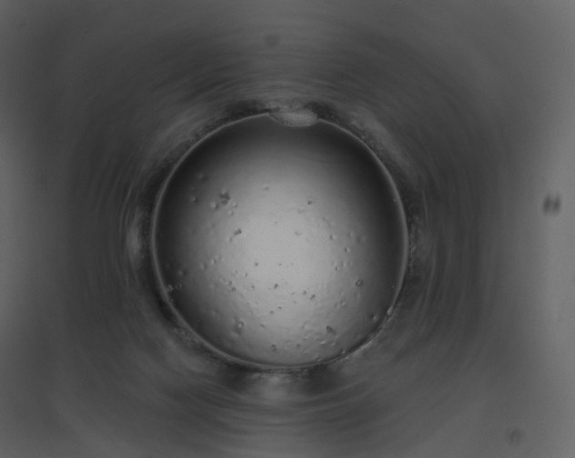 X0000096630074200802121056