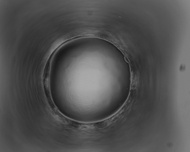 X0000096630099200802121056
