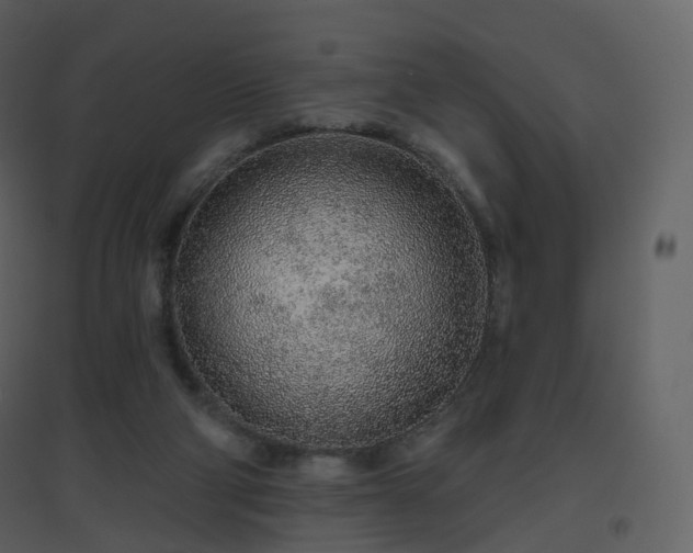 X0000096630114200802121056