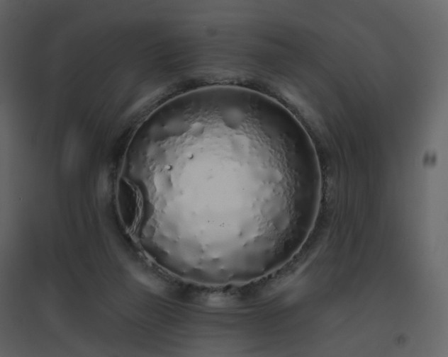 X0000096630165200802121055