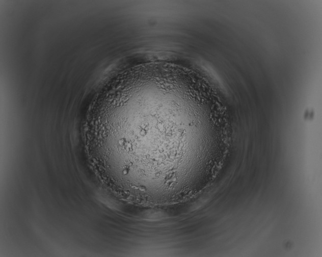 X0000096630169200802121055