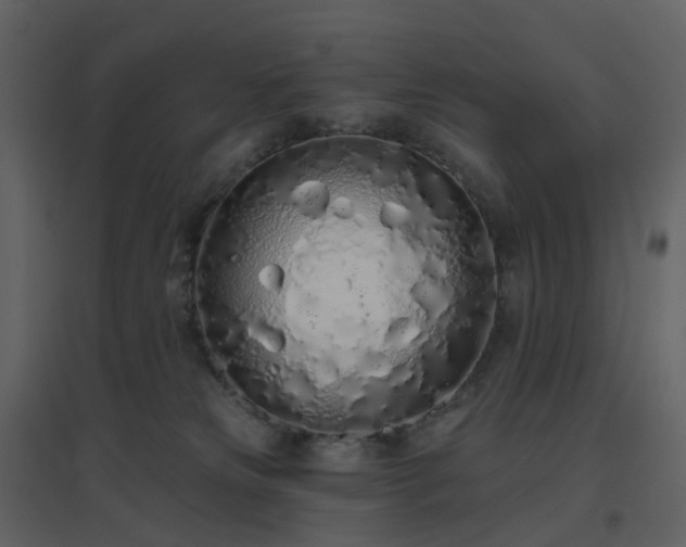 X0000096630181200802121055