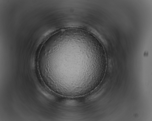 X0000096630203200802121054