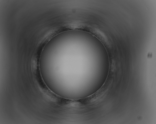 X0000096630210200802121054