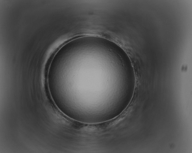 X0000096630294200802121053