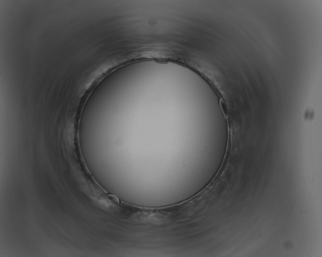 X0000096630297200802121053