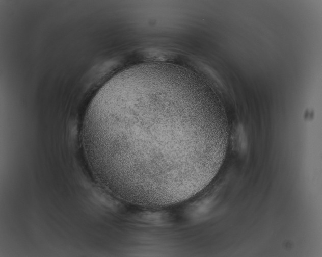 X0000096630314200802121053