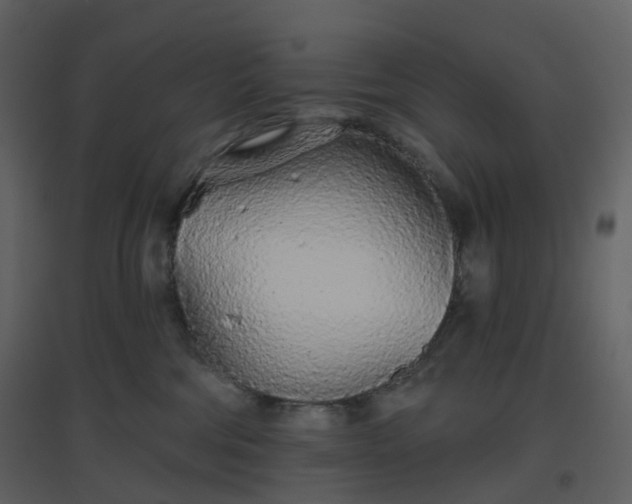 X0000096630330200802121053